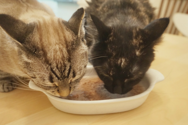 My New Year’s Resolution: Make My Cats Drink More Water - Catster