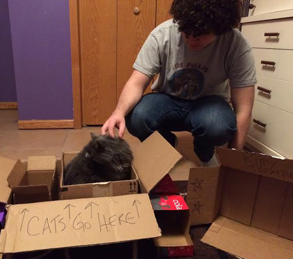 Family Project Make Silly Box Forts for Your Cat Catster