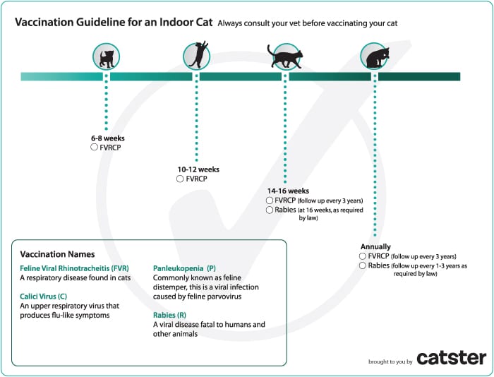 Cat Vaccination Schedule Chart