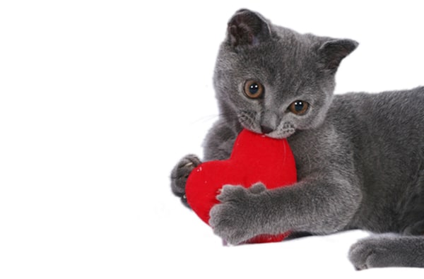 Image result for cats and valentines day