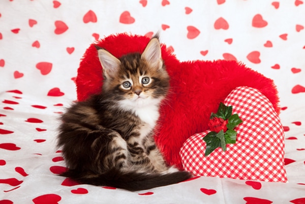 We Rank the Lovability of Valentine’s Day Cat Photos - Catster