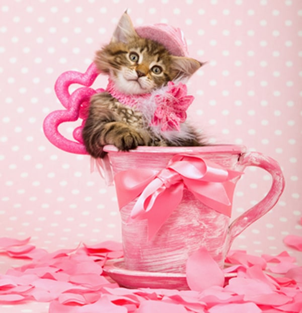 We Rank the Lovability of Valentine’s Day Cat Photos Catster