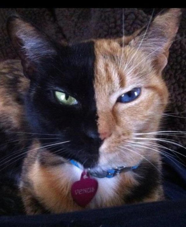 venus the cat is