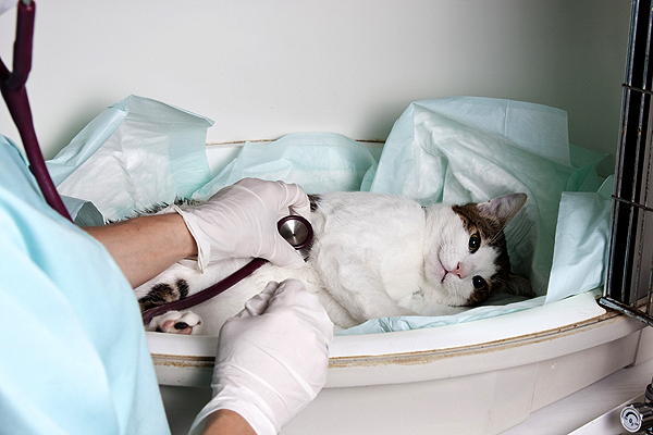 11 Cat Emergencies That Need Immediate Veterinary Attention Catster