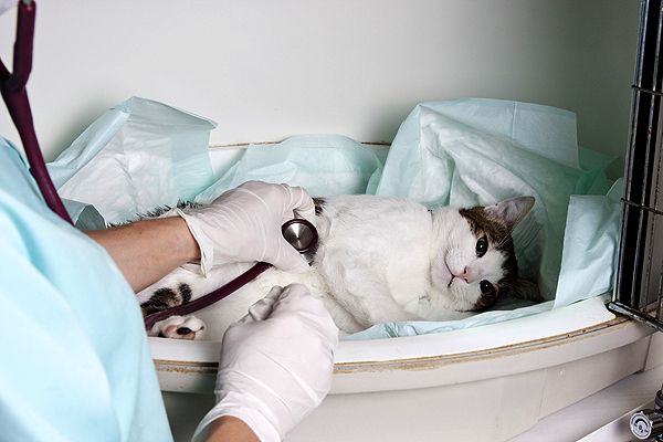 11 Cat Emergencies That Need Immediate Veterinary ...