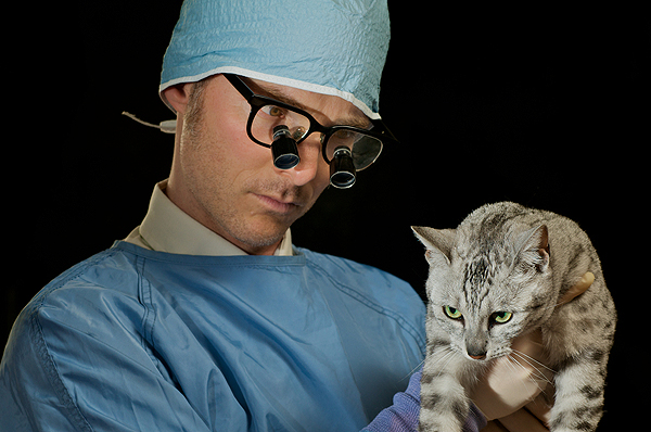 A vet examining a tabby cat.