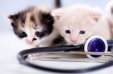Two small kittens at the vet.