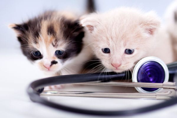 Two small kittens at the vet.