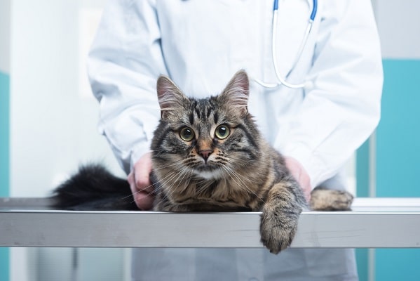 Why I Chose Radioactive Iodine Treatment for Both of My Cats with