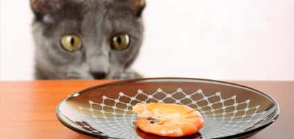 Dog Treat Dispenser >> Watch This Cat Attack an Automatic Food Dispenser - Catster Dog Treat Dispenser >> Watch This Cat Attack an Automatic Food Dispenser - Catster