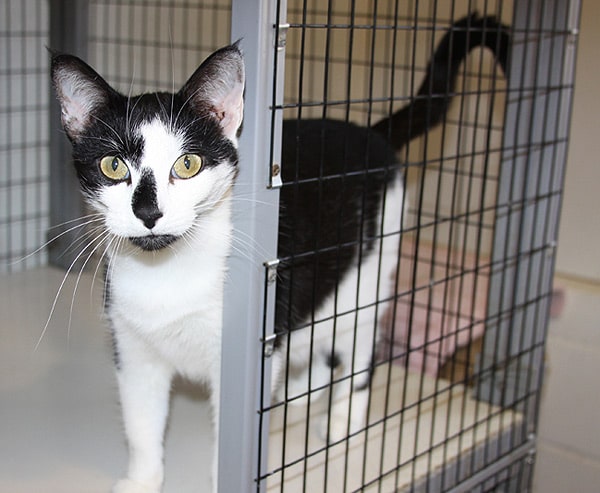8 Ways You Can Help as a Cat Shelter Volunteer Catster