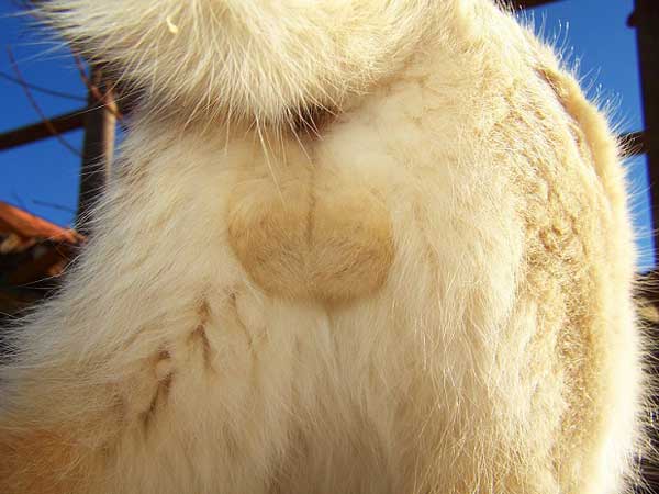You Sent Us Photos Of Cat Butts We Expose Some Of The Best Catster
