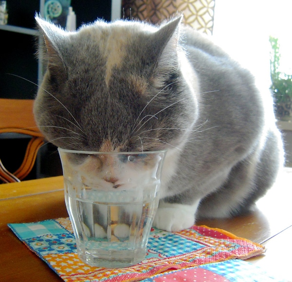 What Your Cat’s Water Bowl Says About You Catster