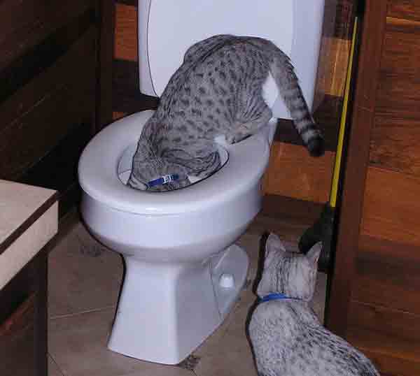 What Your Cat’s Water Bowl Says About You Catster