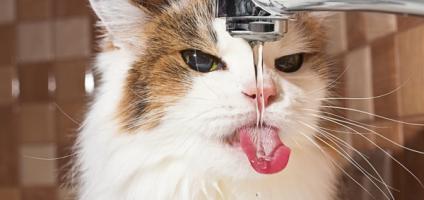 Does Your Cat Have a Drinking Problem? - Catster