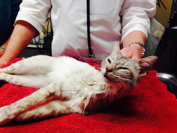 SpecialNeeds Pets Get a Second Chance at West Side Cats Catster