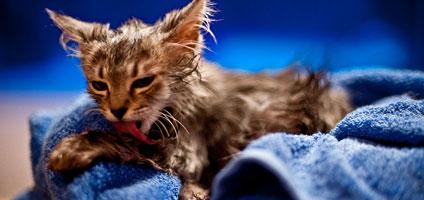 Baths Happen: 10 Photos of Soggy Kitties - Catster