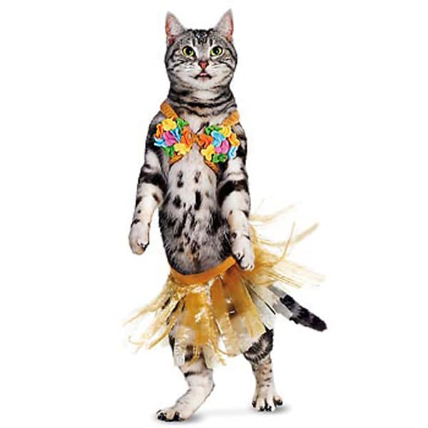 What Your Cat's Halloween Costume Says About You - Catster