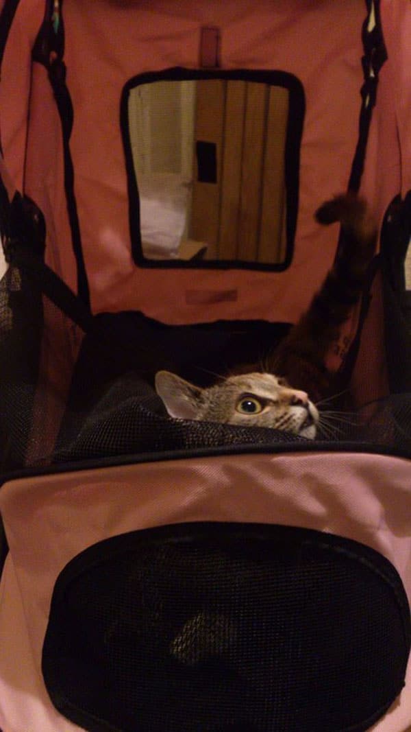 8 Things People Say When I Walk My Cats in Their Stroller Catster
