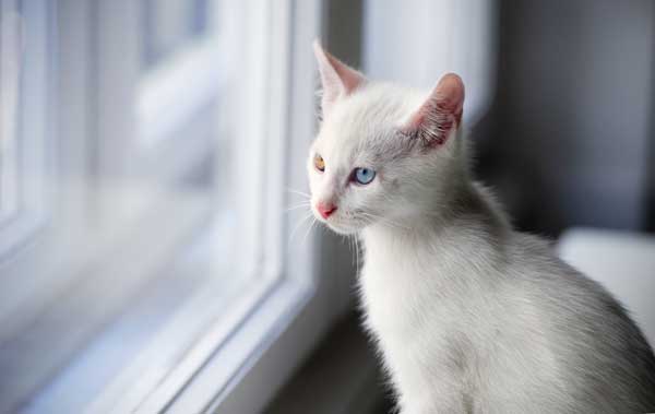 5 Ways To Stop Your Cat From Falling Out Of A Window Catster