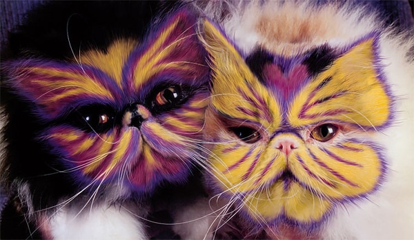 See Stunningly Painted Cats Of The Book Why Paint Cats Catster Why Paint Cats Butterflies