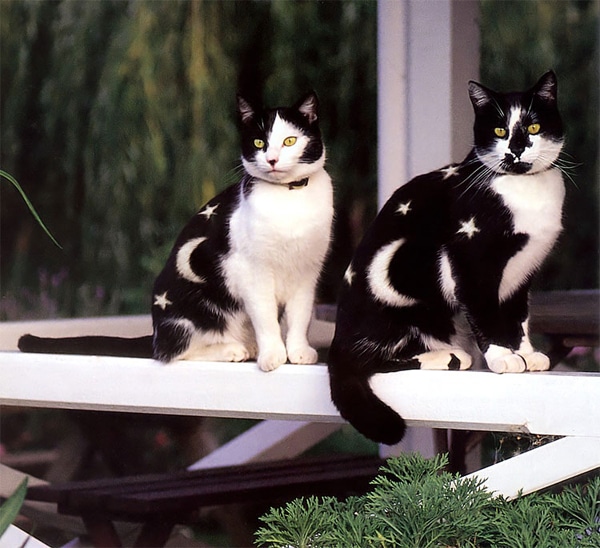 See Stunningly Painted Cats of the Book “Why Paint Cats?” - Catster