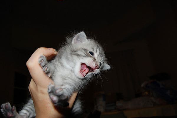 10 Cats YELLING — Oh My, What a Racket! - Catster