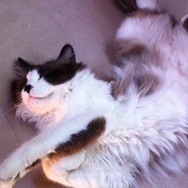 I'd just rather flop around and flex my paws! This grooming stuff is overrated.