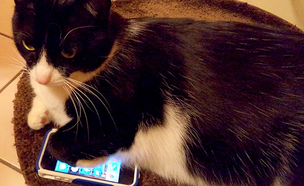 How Much Space Does A Cat Need In A Home How Much Space Does A Cat Need In A Home