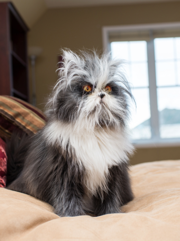 Atchoum may look different -- but we wouldn't have it any other way.