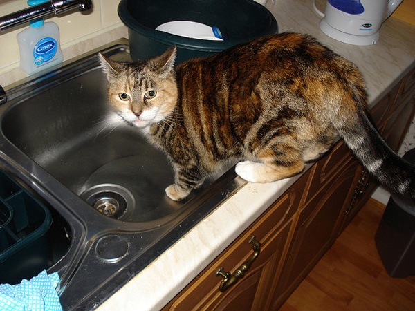 20+ Sweet Photos That Show The Science Behind Why We Love Cats Page 2
