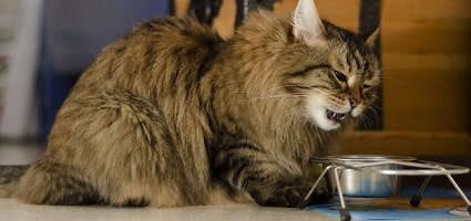 4 Paws Pantry Provides Food For Cats And Dogs In Need Catster