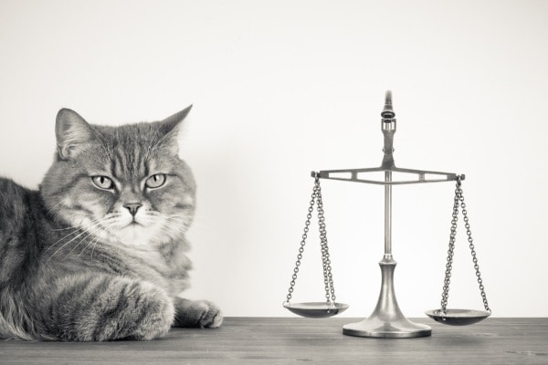 Owner sues a rescue group for refusing to return her cat.