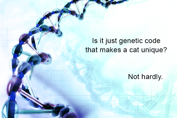 It's not just DNA that makes a cat unique.