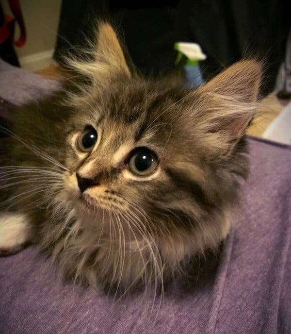 Pancake, the Cat With 2 Legs, Celebrates Her First Birthday Catster