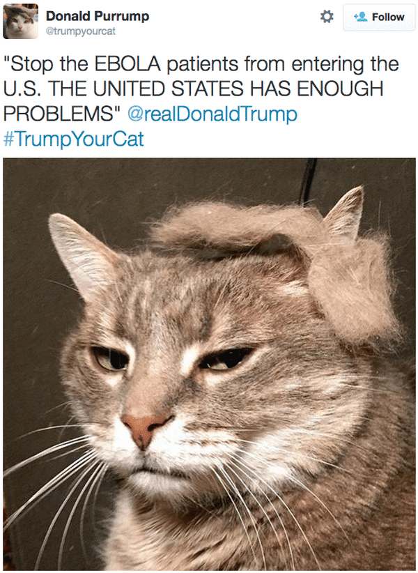 Trump-Cat-Twitter-Ebola