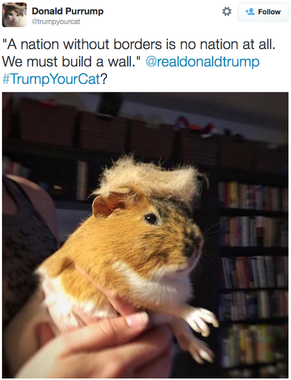 Trump-Cat-Twitter-Guinea-Pig
