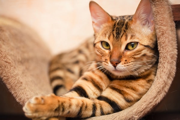 A Bengal cat.