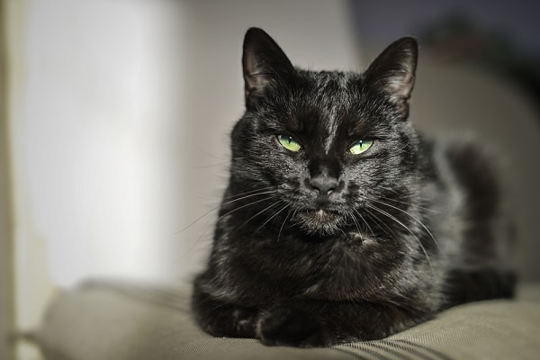 A black cat with green eyes.