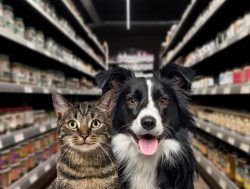 Are Cats Cleaner Than Dogs? The Surprising Details - Catster