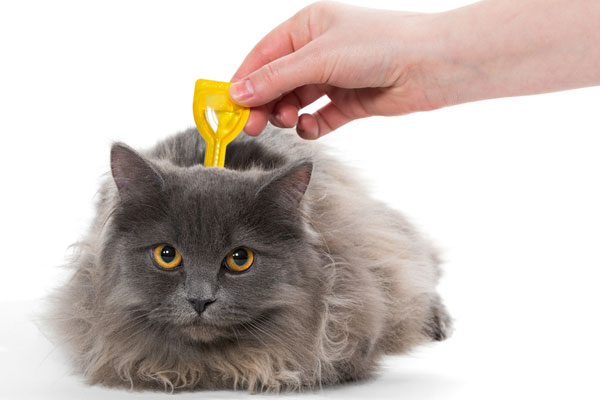 Talk to your vet about the best flea meds for your cat. Cat gets flea medication by Shutterstock