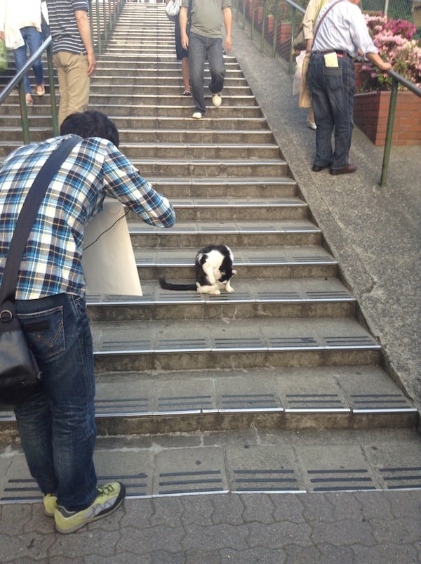 cat on stairs yanaka