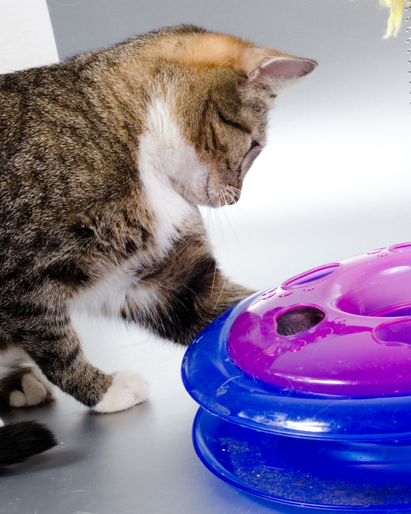 cat-summer-cool-ball-toy-297170282