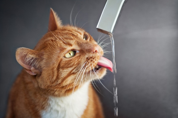 cat-summer-cool-faucet-258874256