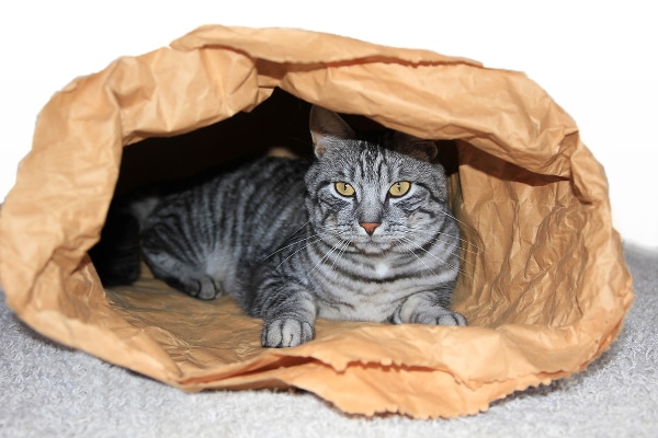 cat-summer-cool-paper-bag-135316091