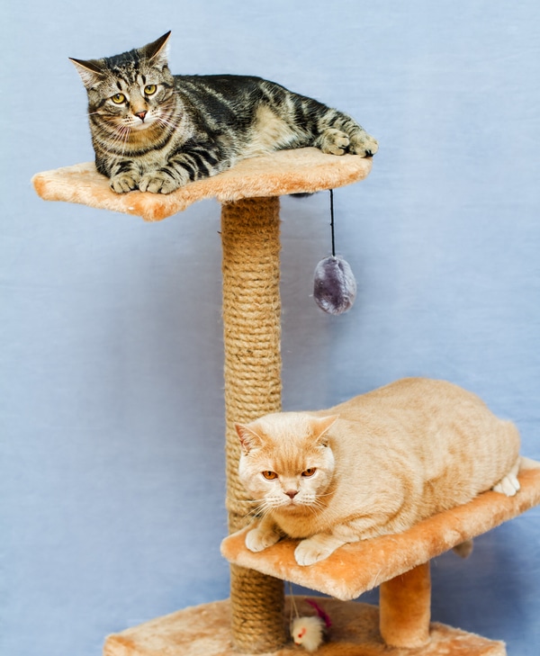 cat-summer-cool-tower-tree-157621712