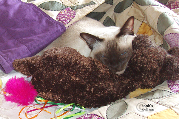 Chocolate point Tonkinese, Ryker, of cat blog "A Tonk's Tail"