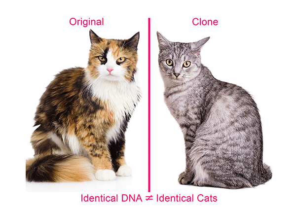 Original cat: a calico. Cloned cat: a tabby.