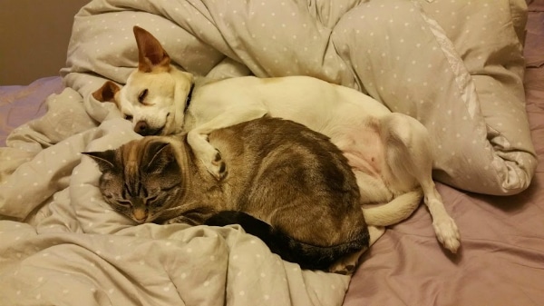 Ghost Cat has been rejecting the bed lately, but apparently the dog convinced her to give it another go.