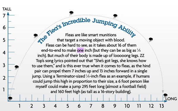flea-jump-infographic